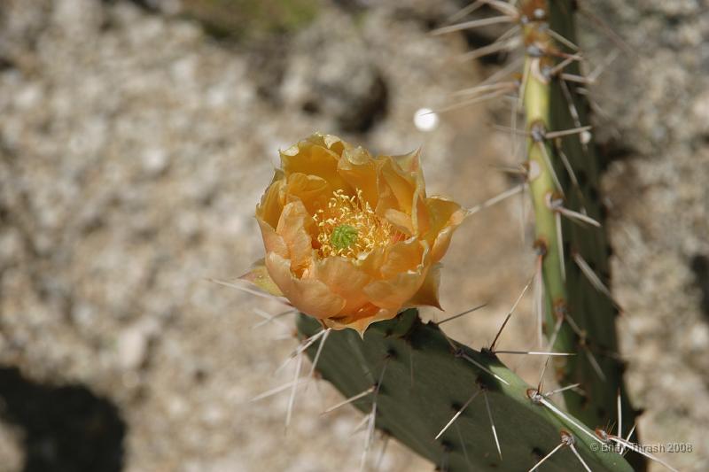 50_YearTrail_May2008_36.jpg